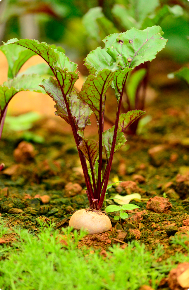 Beet